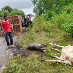 तेज रफ्तार पिकअप से दो मवेशी घायल